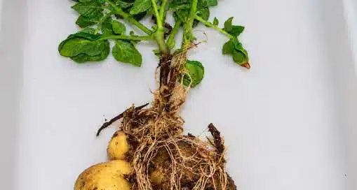 Kartoffelplante med rodfiltsvamp